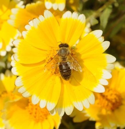 Honey bee on California tidy tips, a native California wildflower. (Photo: Kathy Keatley Garvey)