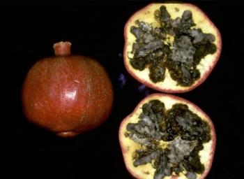 A pomegranate with black heart looks normal from the outside.