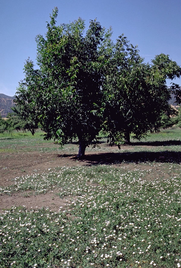 Bindweed, growing in the foreground, is difficult for organic growers to control.