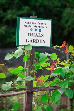 Alameda County Master Gardeners record data about crop output, water usage, and so on, so others can use the data to grow crops.