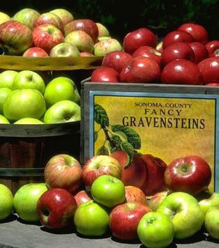 Grapes, Sonoma County's No. 1 crop was valued at about $390 million in 2010; the Gravenstein apple checked in at No. 13, with $1.7 million.