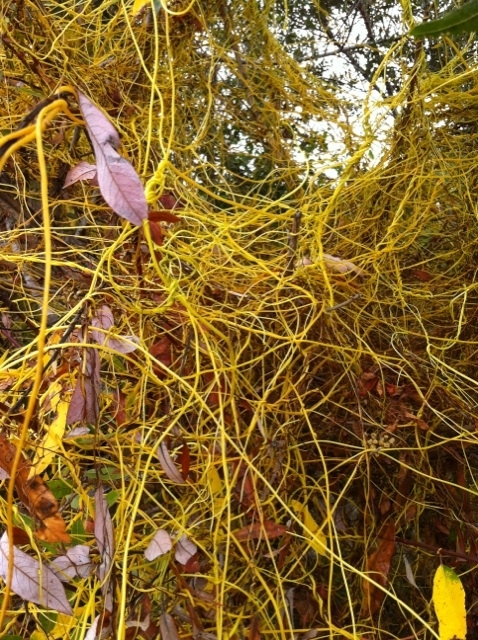 Japanese dodder is a parasitic annual plant that has a slender, yellow stem with red spots and striations, and scale-like leaves.