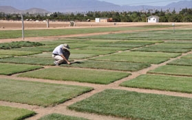 Someone examines a turfgrass research plot.