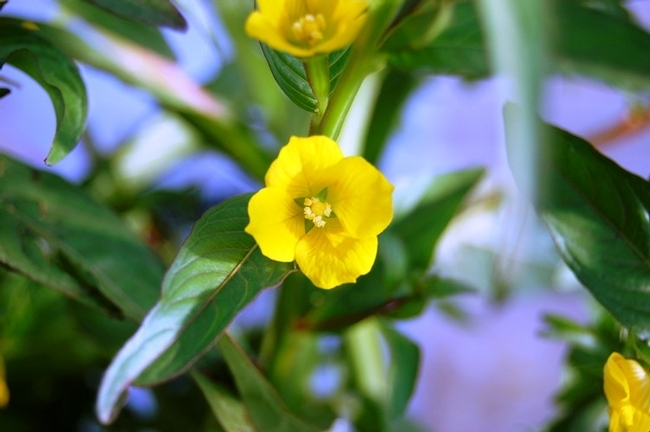 Close-up on yellow flower