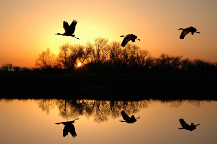Cranes flying over Delta water at sunset.