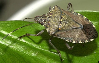 Adult brown marmorated stink bug. Photo by David R. Lance, USDA