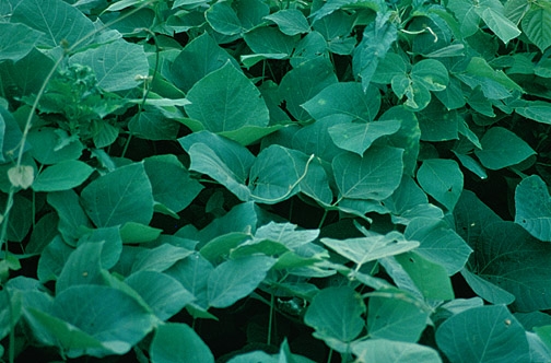 Speaking about invasive weeds, Faber said was introduced as a ground cover, and then took off in the southern U.S.