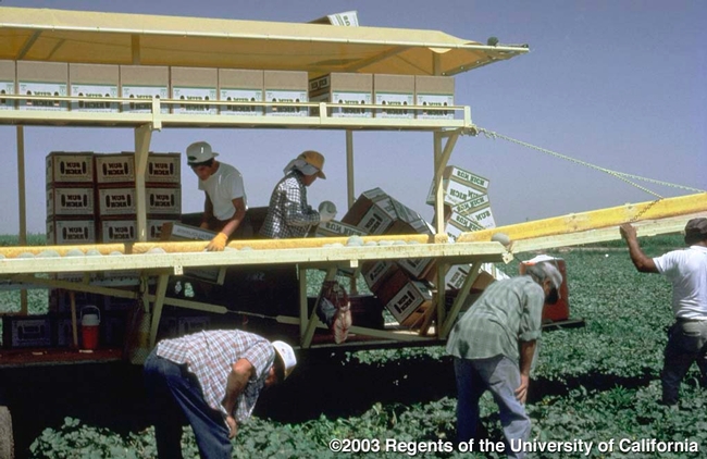 Mobile packing unit with workers packing cantaloupes into boxes in the field.