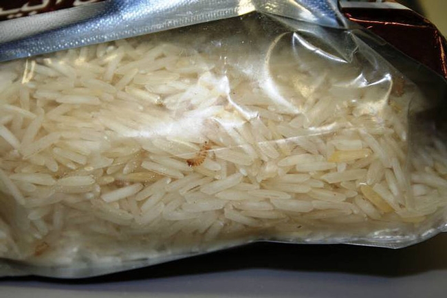 The article noted that officials discovered five live Khapra beetle larvae at LAX in October. (Photo: Khapra larvae in a bag of rice. Wikimedia Commons.)