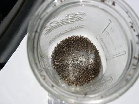 Hundreds of eye gnats captured in a trap.