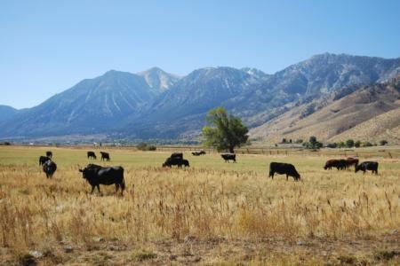 Rangeland grazing is among the first ag operations to be affected by drought.
