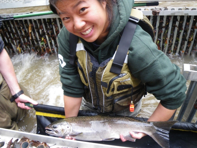 An image from the coho monitoring program at the Russian River.
