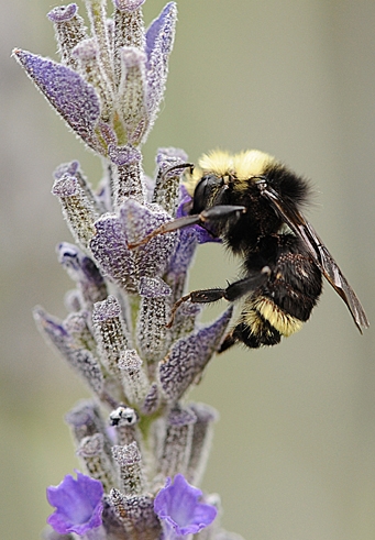 Bombus vosnesenskii (yellow-faced bumble bee). (Photo by Kathy Keatley Garvey)