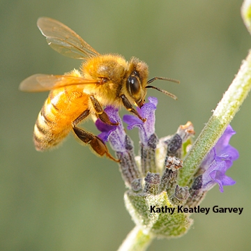 Italian honey bee on lavender. (Photo by Kathy Keatley Garvey)