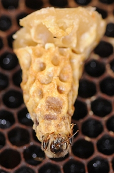 Queen bee emerging from her peanut shell-liked cell. (Photo by Kathy Keatley Garvey)