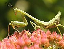 Praying mantis figured in some of the questions. (Photo by Kathy Keatley Garvey)