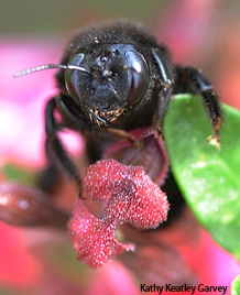 Close-up of female carpenter bee, Xylocopa tabaniformis orpifex. (Photo by Kathy Keatley Garvey)