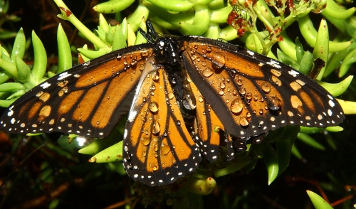 Information About Butterflies