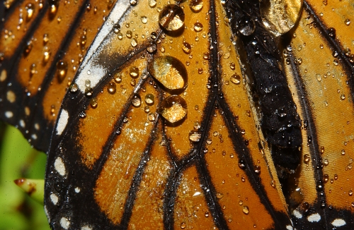 Butterfly Wings Close Up