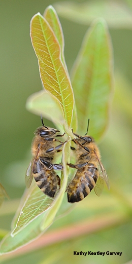 Two bees seem confused. (Photo by Kathy Keatley Garvey)
