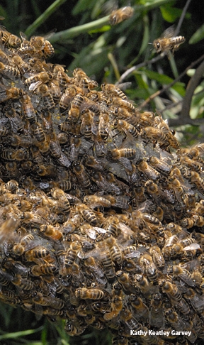 Bee swarm at UC Davis.(Photo by Kathy Keatley Garvey)