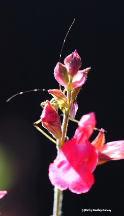 Antennae of a katydid poking from saliva. (Photo by Kathy Keatley Garvey)