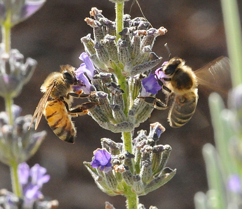 دو نژاد مختلف زنبورعسل در حال جمع اوري شهد