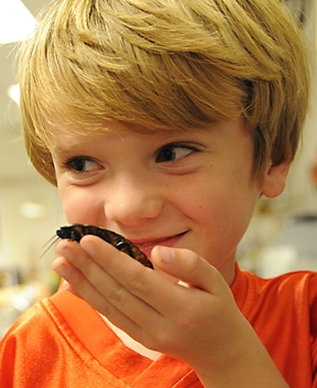 Mick Dunning, 6, and a Madagascar hissing cockroach. (Photo by Kathy Keatley Garvey)