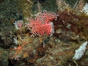 awi coral