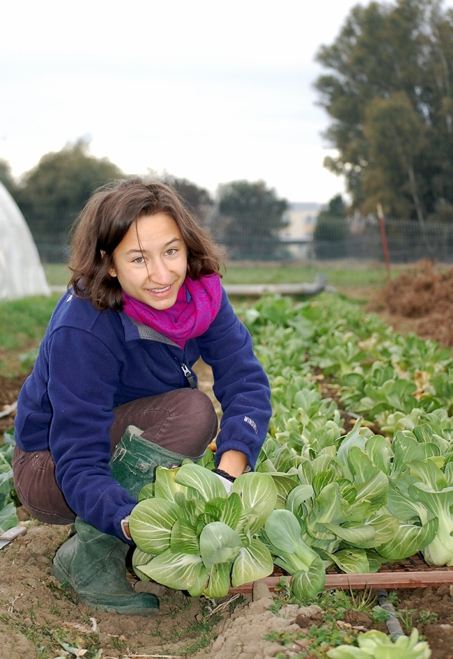 Harvest day for Lauren Asher at the UC Davis Student Farm. 