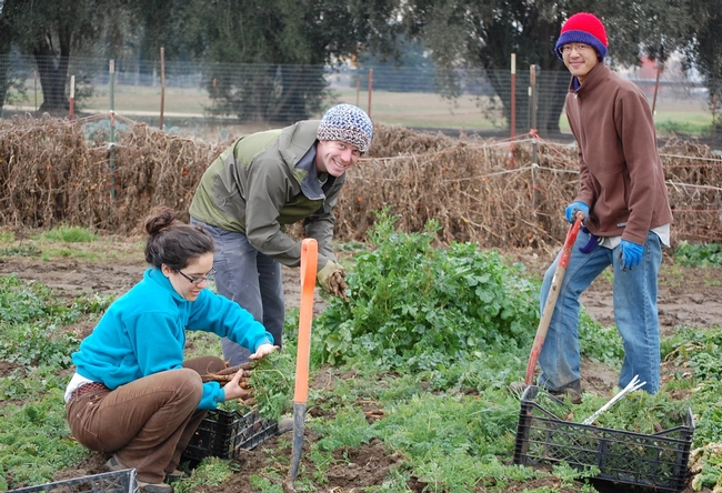 Sara Kosoff, Anthoy Waldrop and Eric Lynn harvest carrots at the UC Davis Student Farm.