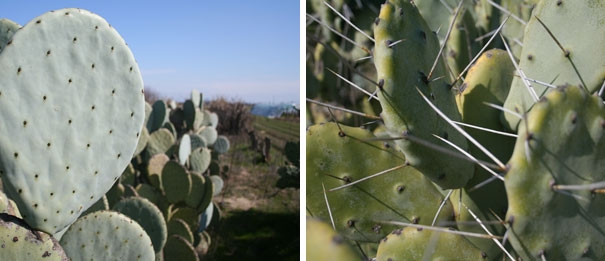 Spineless and spined varities of <i>nopales</i> at the Kearney Agricultural Research and Extension Center.