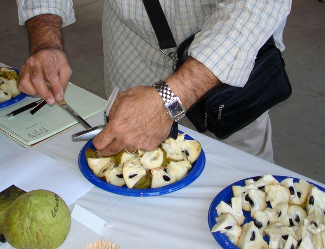 Close-up on hands with tool and pieces of cherimoya.