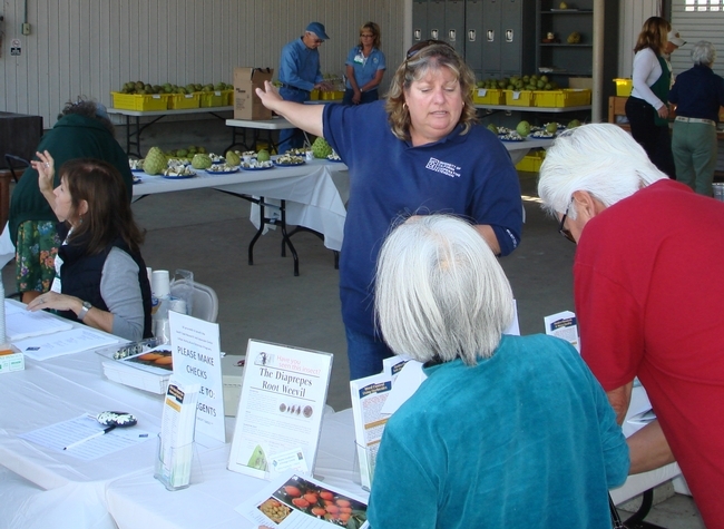 Tammy Majcherek, centro, da la bienvenida a los visitantes al Centro de Investigación y Extensión de UC de la Costa Sur para la degustación de chirimoyas. (Fotografías por Kent Marshall)