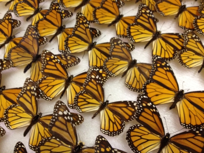 Photo shows monarch butterflies in the Entomology Research Museum at UC Riverside.  It is not safe to eat monarch butterflies.