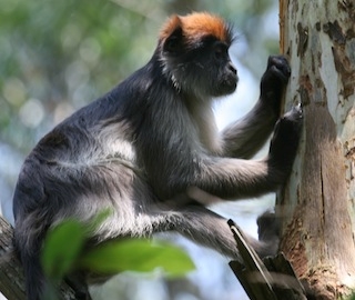red colobus monkey eating the bar of an estrogenic tree.