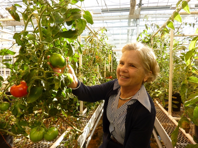 Ann Powell inspects tomatoes in UC Davis greenhouse.