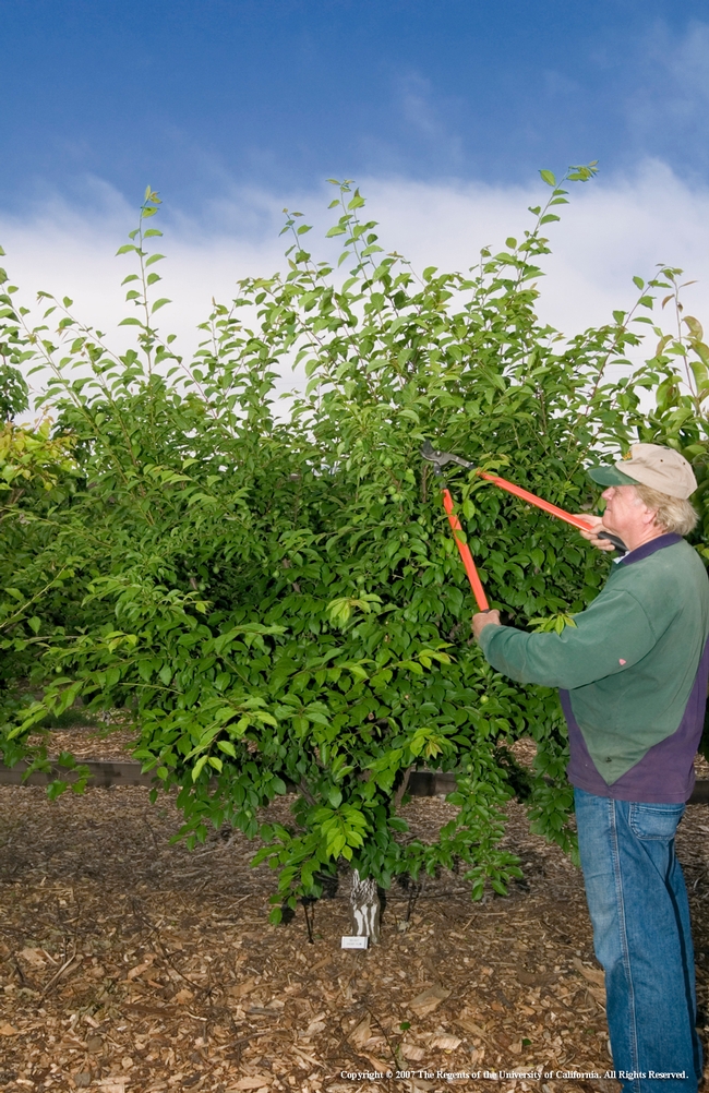 Phil Damewood, a former Sacramento County Master Gardener, prunes a fruit bush.