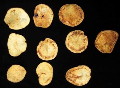 Image shows several potato chips with zebra chip disease.
