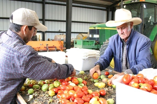 Workers sort tomatoes at Russell Ranch