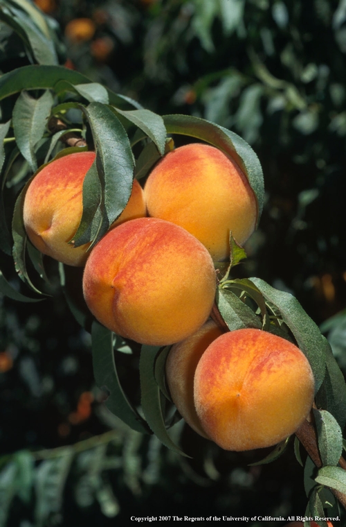 Peach Fruit 001