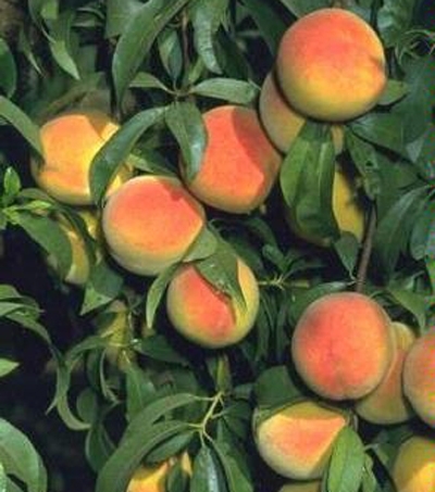 growing peaches