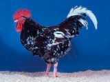 chicken Speckled Sussex Rooster compress e-mail