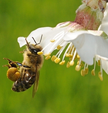 honeybeepackingpollen