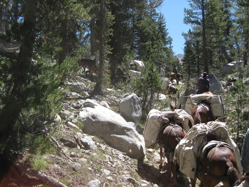 mules heading up a steep trail