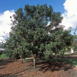 A macadamia nut tree on a Hawaii plantation. (Photo: USDA)