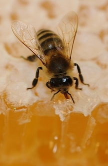 La abeja de miel; su naturaleza, sus hogares y sus productos. Las abejas.  La miel de abeja. recoger el polen, y para actuar como peines y cepillos  para todas las partes