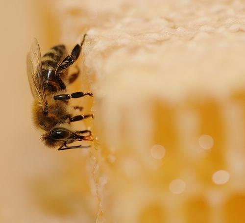 abejas-miel2