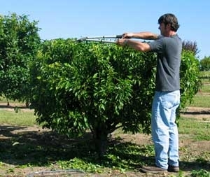 La forma más cómoda y segura de recoger fruta de un árbol