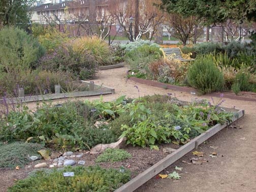 herb garden rays